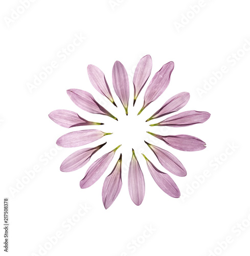 Circle of chrysanthemum petals isolated