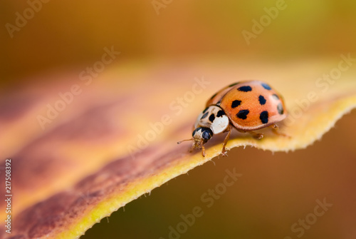 ladybug on Fall leaf