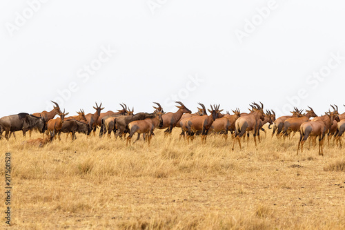 A small herd of antelope congonies in Masai Mara. Kenya  Africa