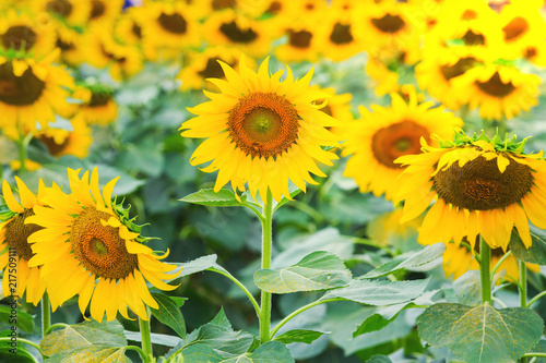 beautiful sunflower fields on morning  The Famous Attractions flower on winter