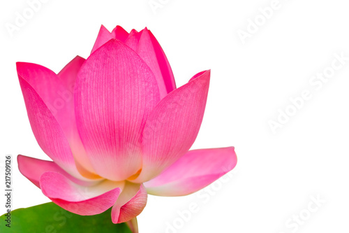 Closeup of bright pink lotus petals on a white background.
