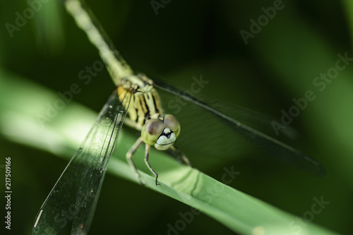 Dragonfly on Green Grass