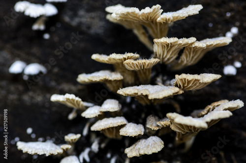 Splitgill mushroom photo
