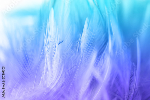 Colorful chicken feathers in soft and blur style for the background