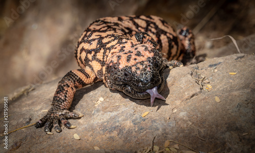 Fotografie Gila monster Heloderma suspectum venomous lizard with Tongue Extended