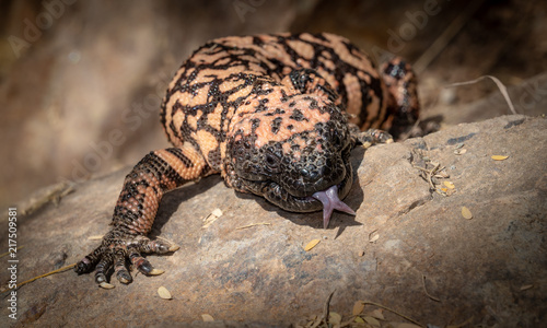 Gila monster Heloderma suspectum venomous lizard with Tongue Extended photo