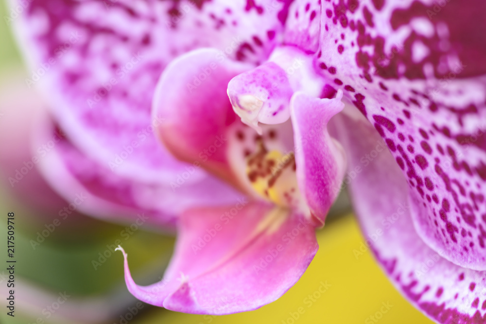 Close up of Spot Fuchsia phalaenopsis Close up of Spot Fuchsia phalaenopsis