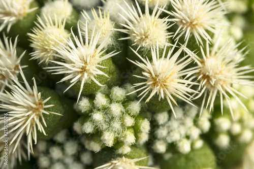 cotton bud Cactus