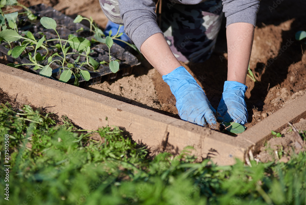 Fototapeta premium Close view of woman handling plants on garden bed.