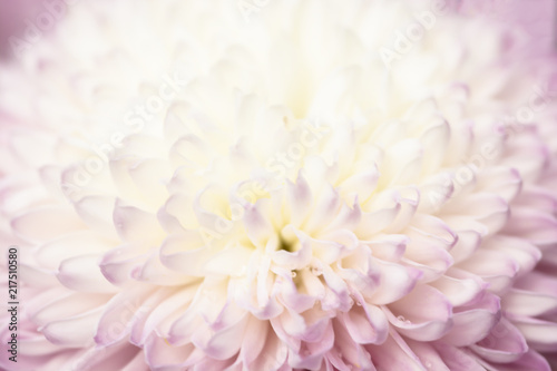 Pink Tip chrysanthemum © Profywit