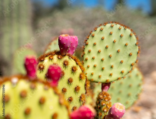 Prickly Pear Cactus with Fruit, Spines Background