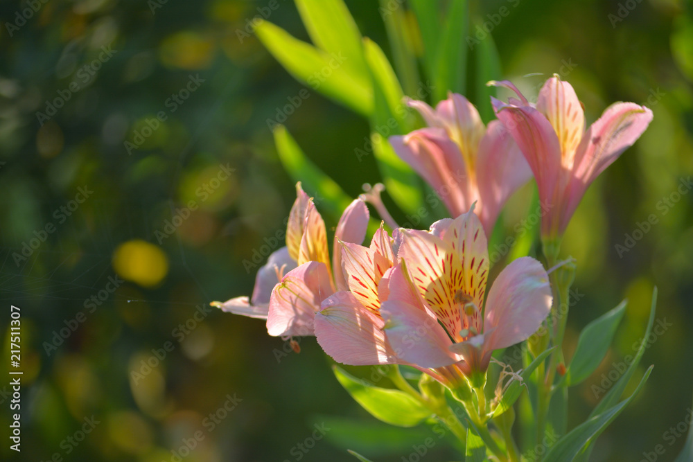 Fototapeta premium アルストロメリア