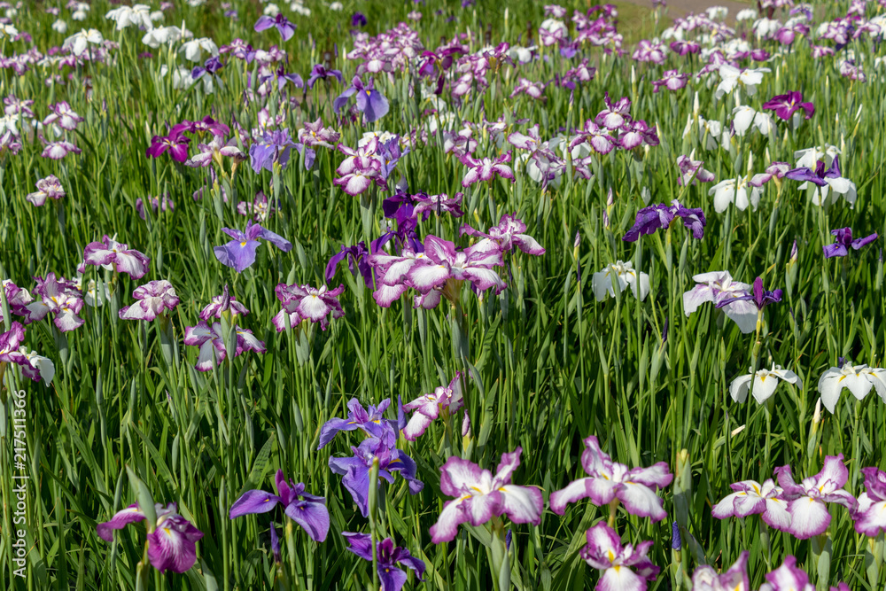 Iris flowers in the Koiwa iris garden in Edogawa-city, Tokyo, Japan / Koiwa iris garden is public garden by edogawa river