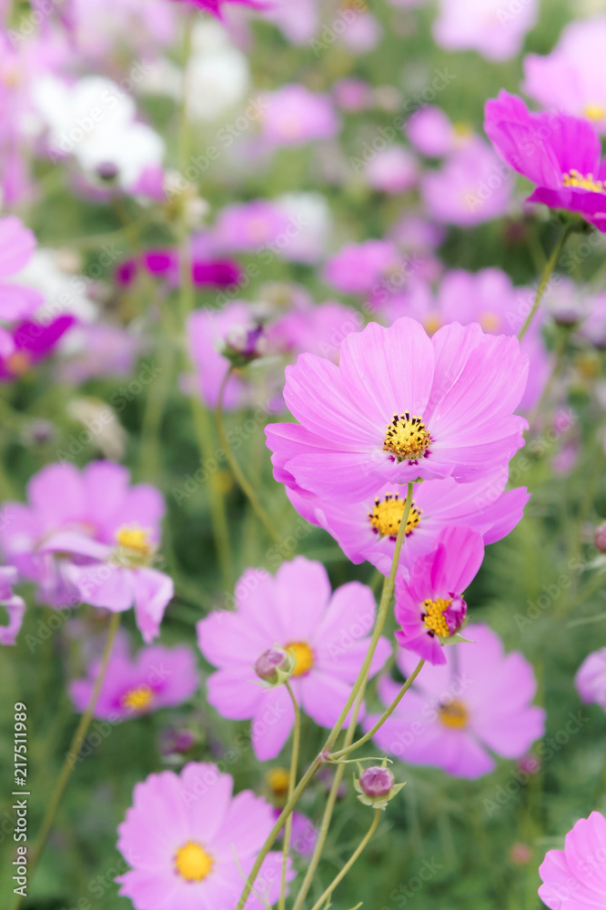 flowers cosmos in the field blooming on the day in the nature garden flowers cosmos in the field blooming on the day in the nature garden
