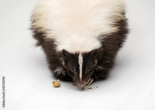 Striped Skunk - Mephitis mephitis in front of a white background