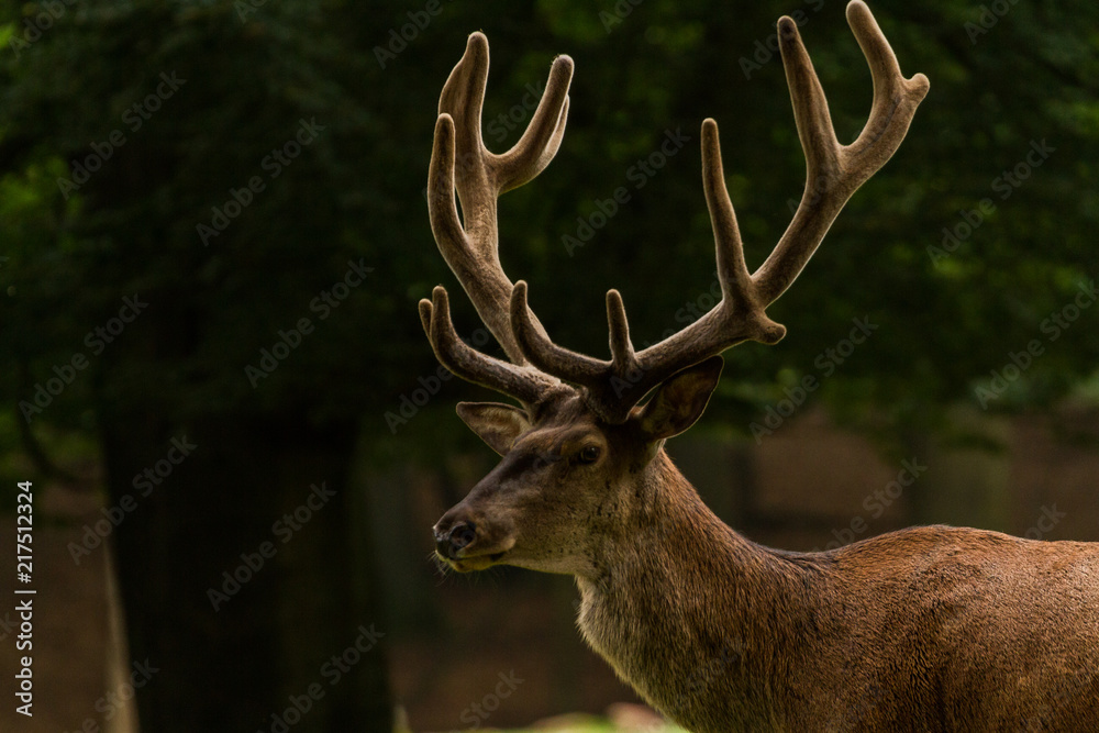 Fototapeta premium Red deer