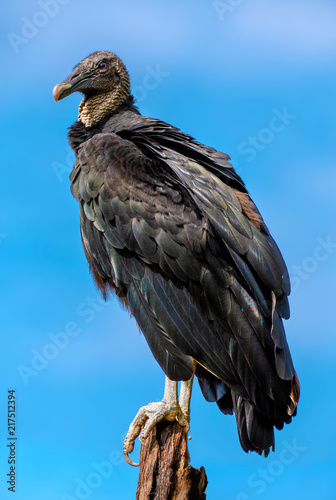 Black Vulture on Perch with Blue Sky Background photo