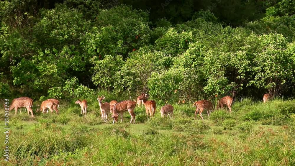 Herd of of chitals grazing on grassland at sunny day. Group of white spotted or axis deers eating grass. Gorgeous herbivorous animals feeding together. Yala National Park, Sri Lanka.