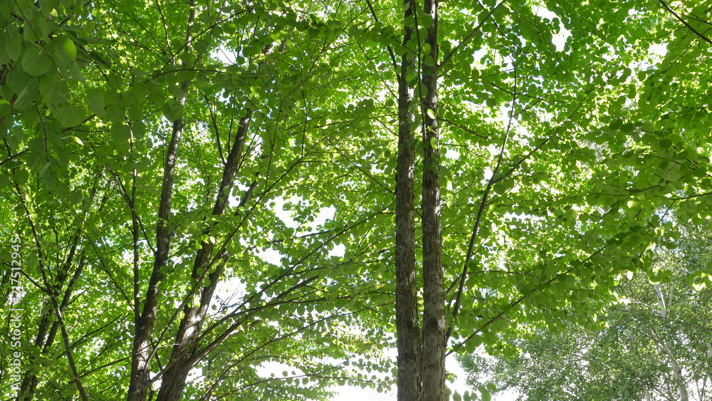 Obraz premium 並木