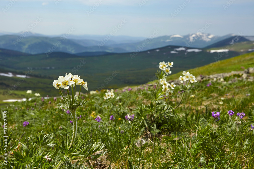 Meadow in mountains. Beautiful flowers and snow peaks.