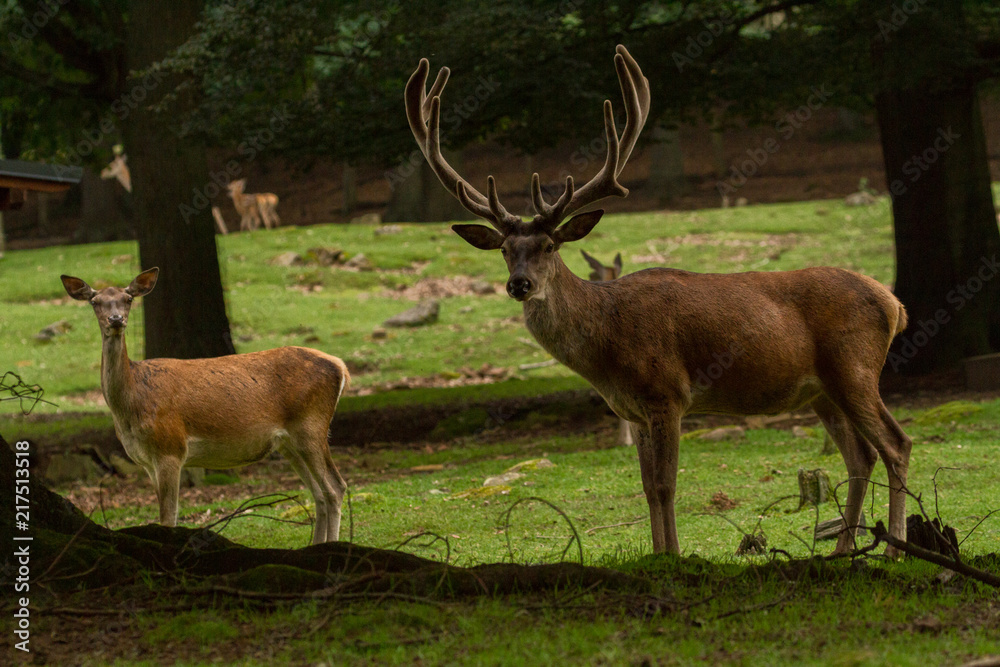 Naklejka premium Red deer