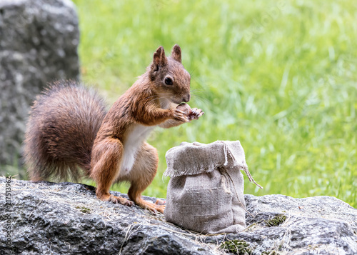little red squirrel standing on grey stone in park and stealing nuts from sackcloth bag