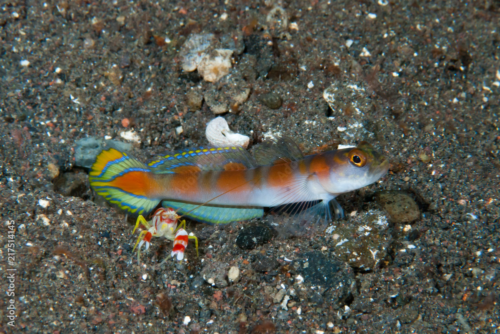 Flag-tail shrimp-goby Amblyeleotris yanoi Flag-tail shrimp-goby Amblyeleotris yanoi