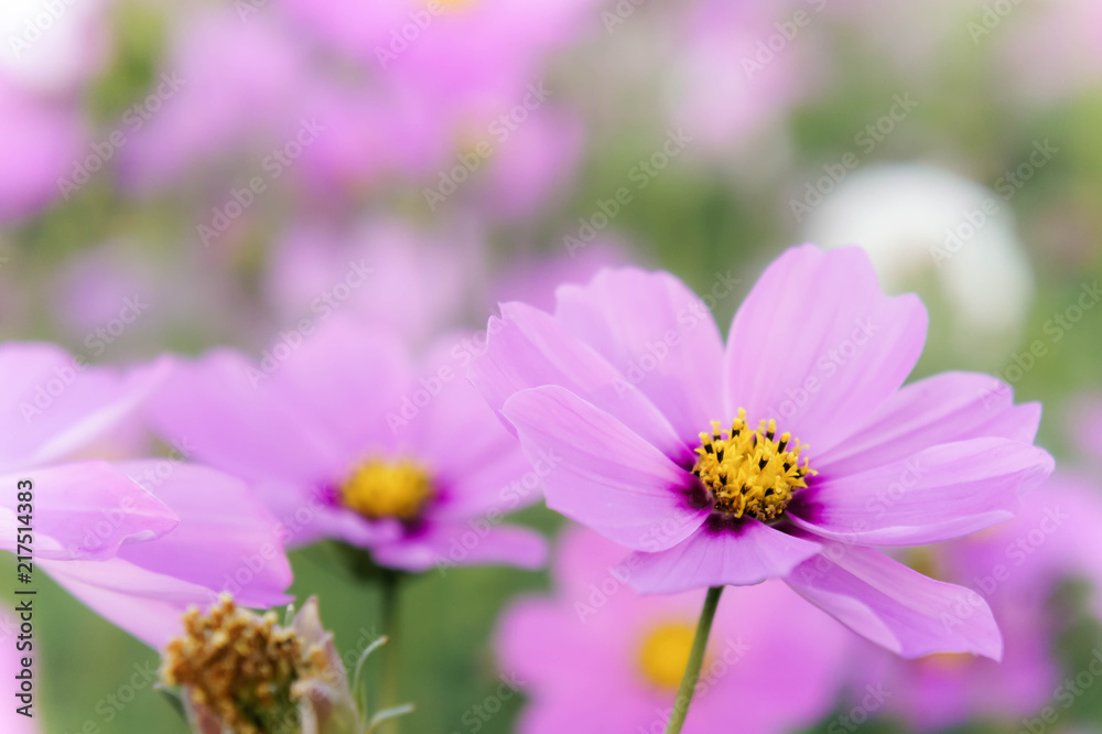 flowers cosmos in the field blooming on the day  in the nature garden