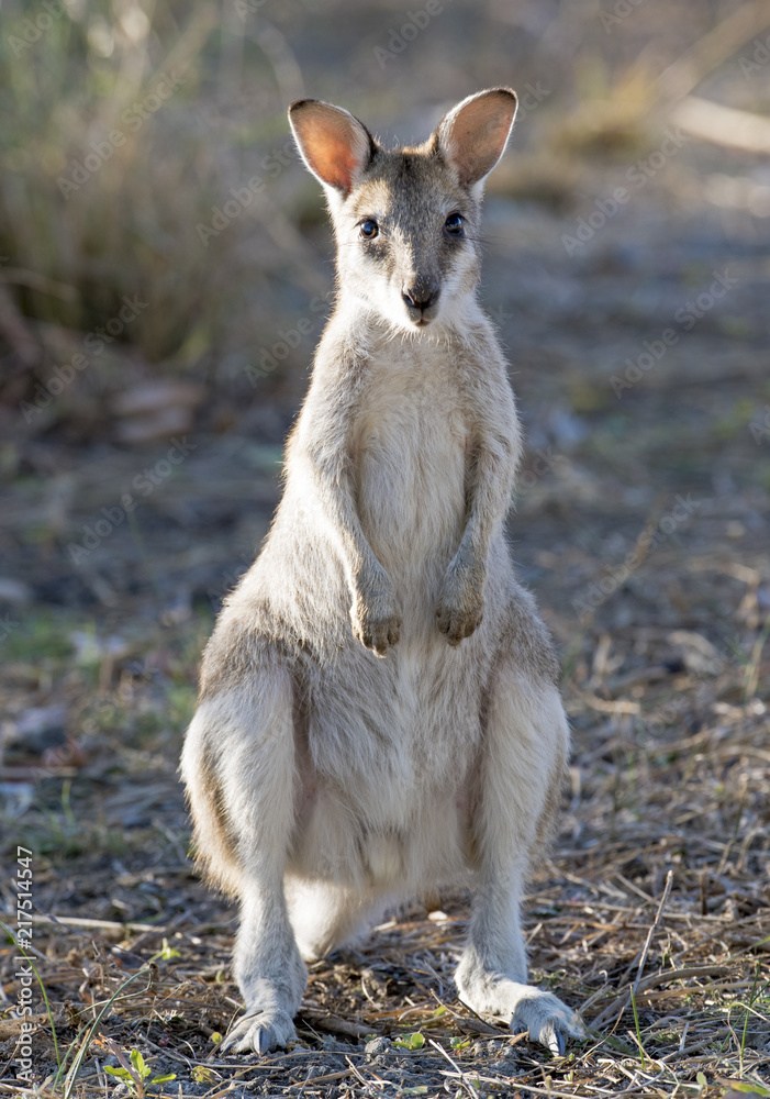 agile wallaby in north Queensland, Australia. agile wallaby in north Queensland, Australia.