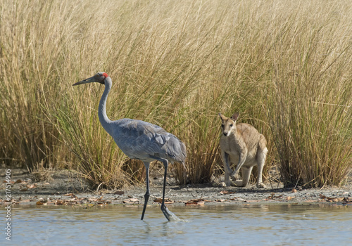 Brolga being watched by an agile wallaby in northern Australia.