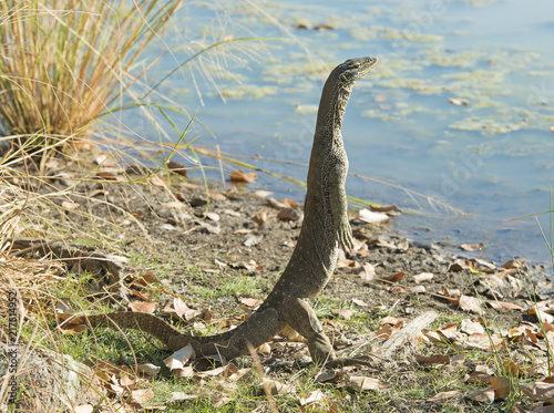 Monitor lizard near Karumba  Queensland  Australia.