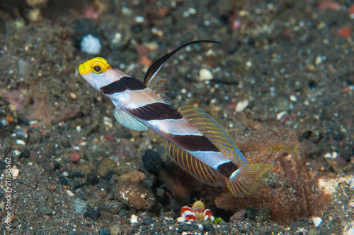 Black-rayed shrimp-goby Stonogobiops nematodes photo