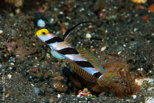 Black-rayed shrimp-goby Stonogobiops nematodes