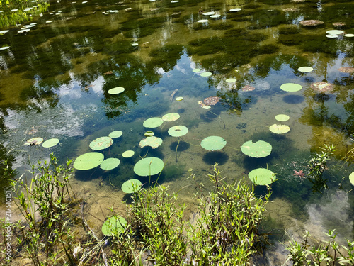 lily pads in the swamp photo