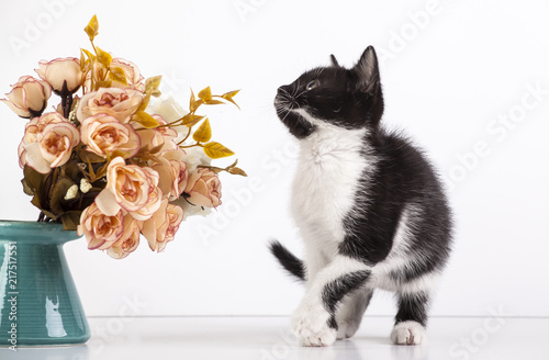 Fototapeta Naklejka Na Ścianę i Meble -  Kitten with flowers
