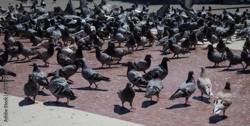 A lot of pigeons in Plaza Catalunya