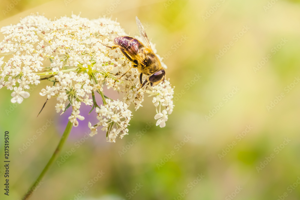 Honey bee on a white wildflower against sunny natural background Honey bee on a white wildflower against sunny natural background