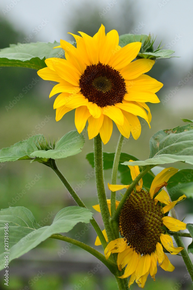 Obraz premium sunflower