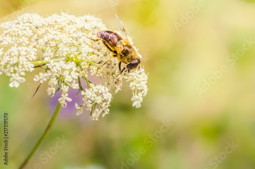 Honey bee on a white wildflower against sunny natural background © Gaschwald