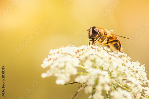 Honey bee on a white wildflower against sunny natural background © Gaschwald