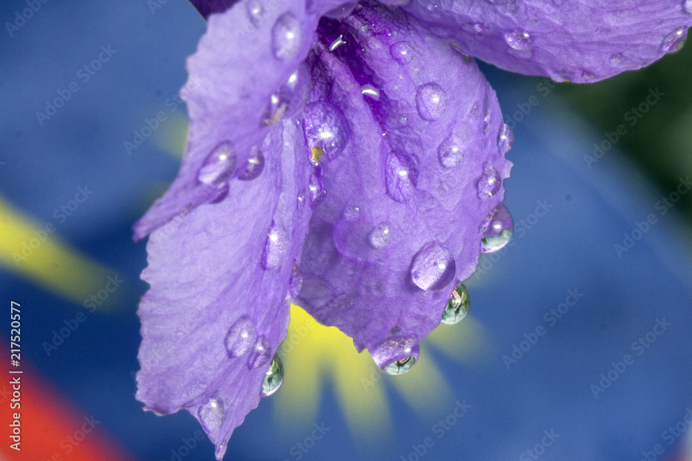 Malaysian flag image in water droplets at the end of flowers and leaves in conjunction with