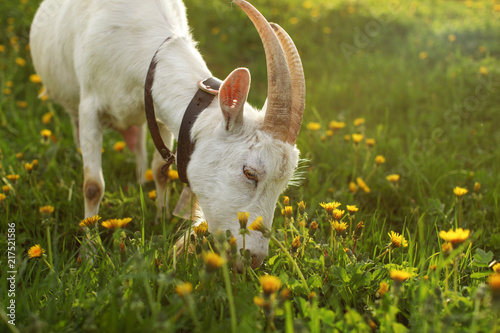 Female goat grazing, eating grass on meadow full of dandelions, lit by afternoon sun, detail to head and horns.