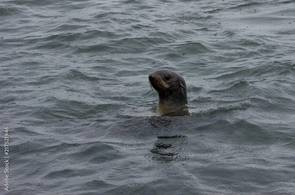 Wild Northern fur seal (Callorhinus ursinus) on Tuleniy island near Sakhalin Wild Northern fur seal (Callorhinus ursinus) on Tuleniy island near Sakhalin