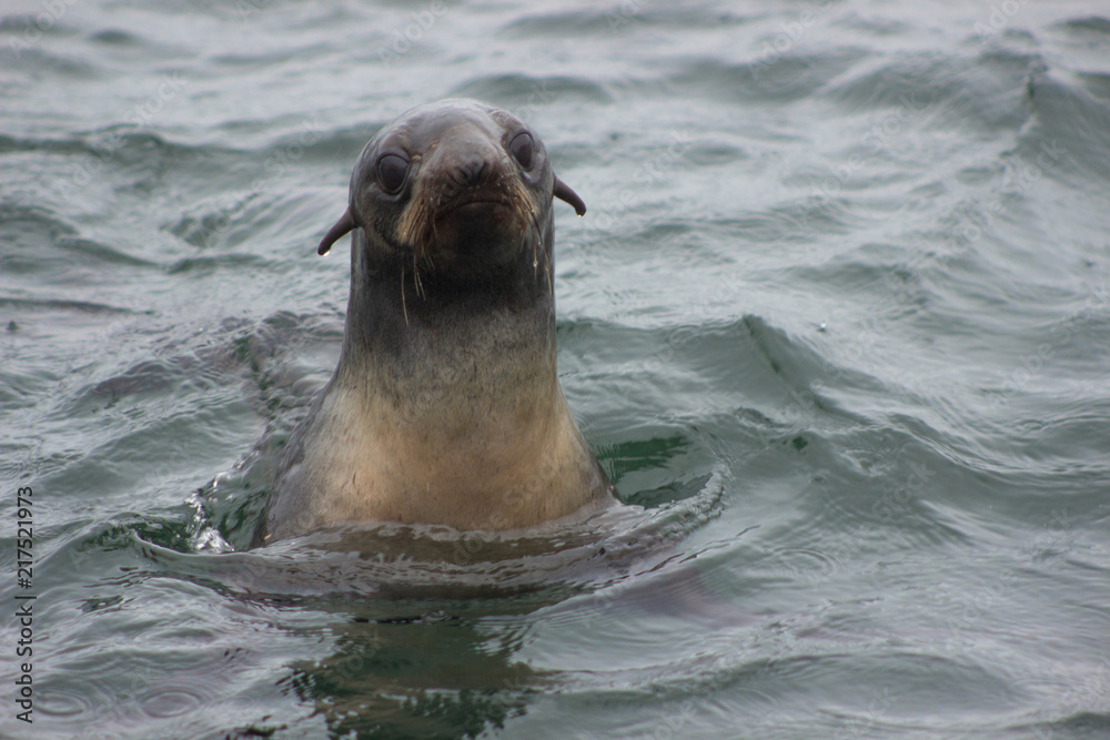 Fototapeta premium Wild Northern fur seal (Callorhinus ursinus) on Tuleniy island near Sakhalin