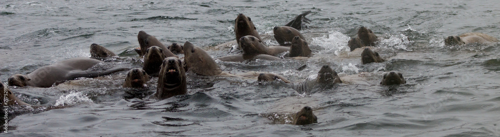 Naklejka premium Wild steller sea lion on Tuleniy island near Sakhalin