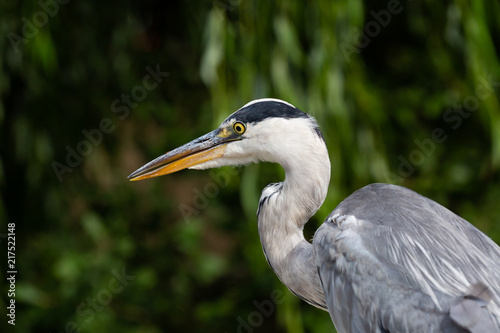 heron closeup