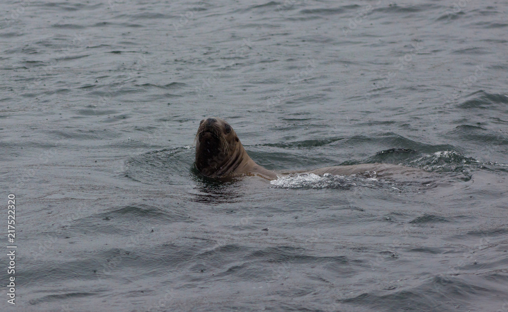 Fototapeta premium Wild on Tuleniy island near Sakhalin
