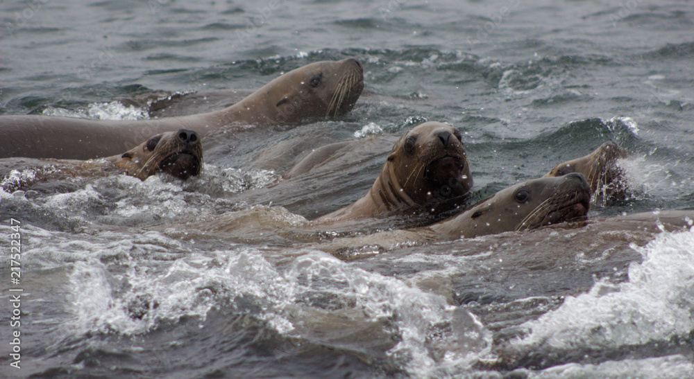 Fototapeta premium Wild on Tuleniy island near Sakhalin