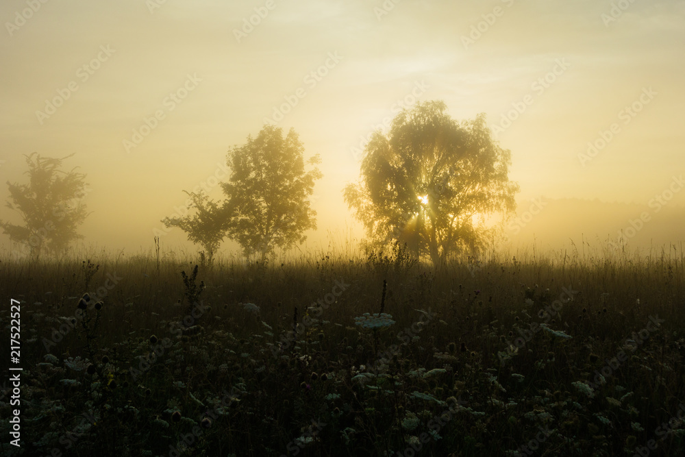 Grass fields with fog in summer morning sun