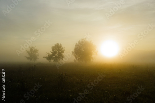 Grass fields with fog in summer morning sun